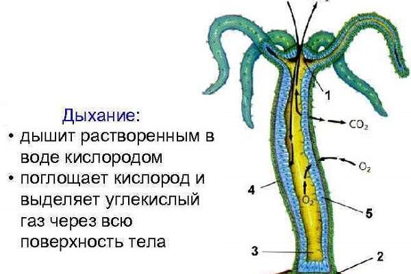 Kra16.cc