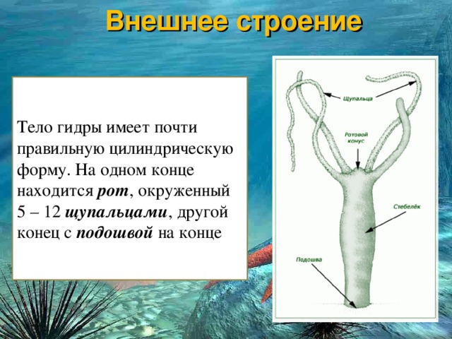 Кракен ты знаешь где покупать